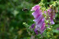 Embracing Flower Medicine